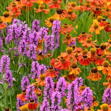 Load image into Gallery viewer, Stachys 'Hummelo' / betony (quart)
