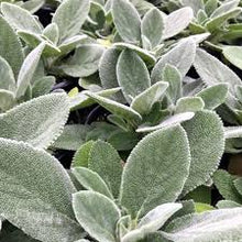 Load image into Gallery viewer, Stachys 'Helen von Stein' / big lamb's ear (quart)
