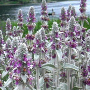 Stachys byzantina / lamb's ear