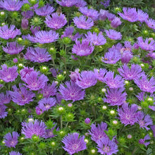Load image into Gallery viewer, Stokesia &#39;Peachie&#39;s Pick&#39; / stokes aster
