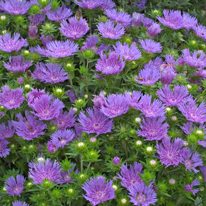 Stokesia 'Peachie's Pick' / stokes aster