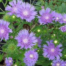 Load image into Gallery viewer, Stokesia &#39;Peachie&#39;s Pick&#39; / stokes aster
