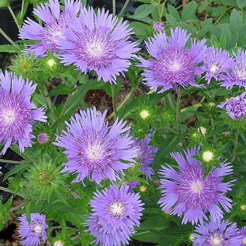 Stokesia 'Peachie's Pick' / stokes aster