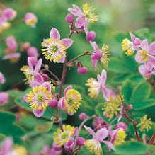 Load image into Gallery viewer, Thalictrum rochebrunianum (quart)
