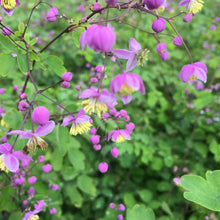 Load image into Gallery viewer, Thalictrum rochebrunianum (quart)

