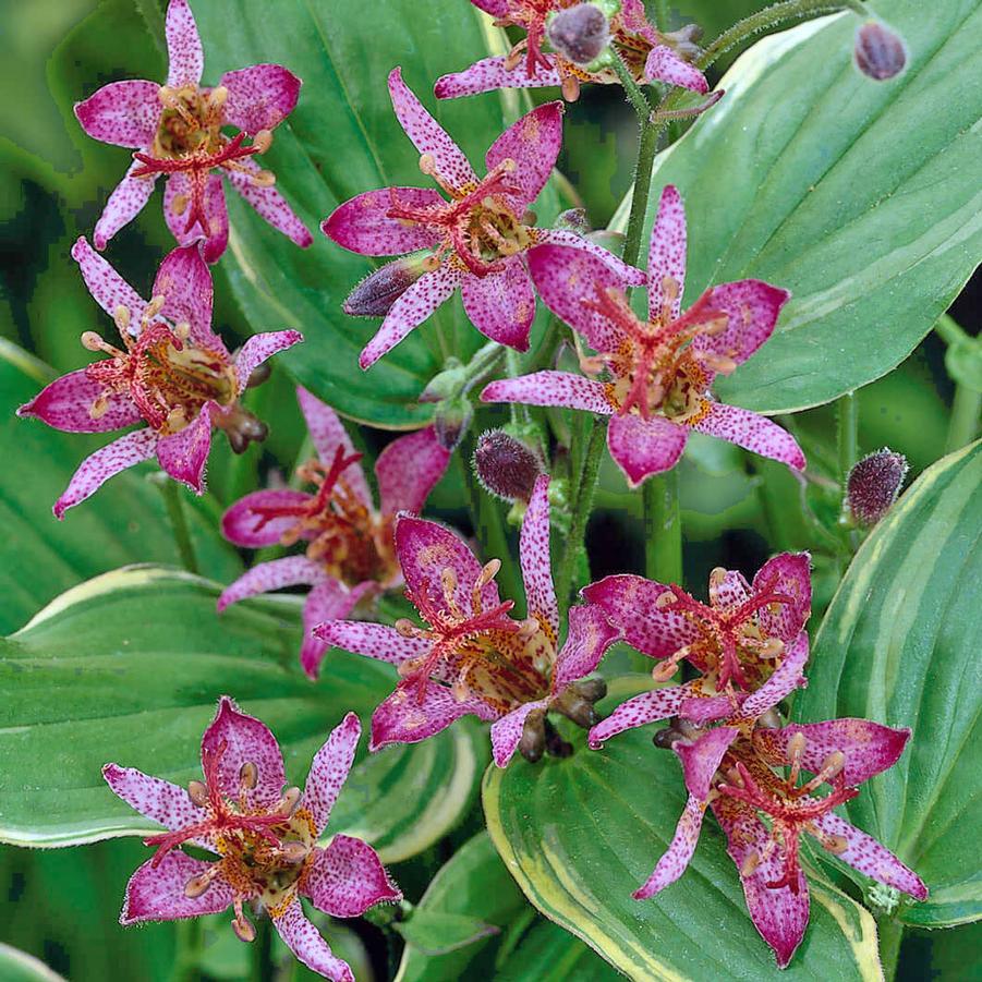 Tricyrtis 'Gilt Edge' / variegated toad lily