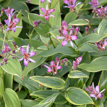 Load image into Gallery viewer, Tricyrtis &#39;Gilt Edge&#39; / variegated toad lily
