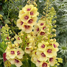 Load image into Gallery viewer, Verbascum &#39;Dark-Eyes&#39; / small mullein
