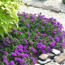 Load image into Gallery viewer, Verbena &#39;Homestead Purple&#39;
