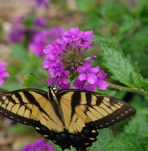 Load image into Gallery viewer, Verbena &#39;Homestead Purple&#39;
