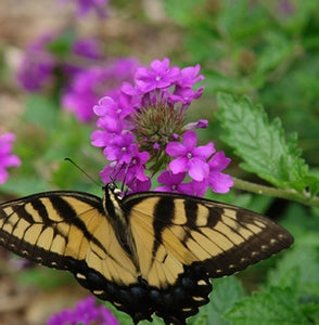 Verbena 'Homestead Purple'