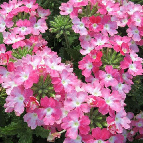 Verbena Endurascape 'Pink Fizz'