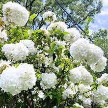 Load image into Gallery viewer, Viburnum opulus / Snowball Viburnum (gallon size)
