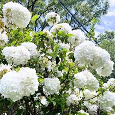 Viburnum opulus / Snowball Viburnum (gallon size)