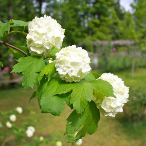 Viburnum opulus / Snowball Viburnum (gallon size)