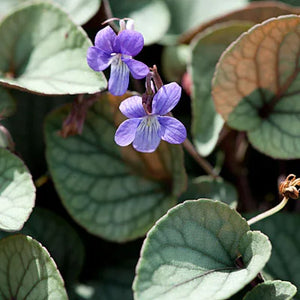 Viola 'Silver Gem' / native violet