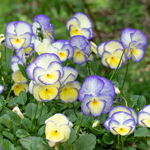 Load image into Gallery viewer, Viola 'Etain' / reblooming perennial pansy (quart)
