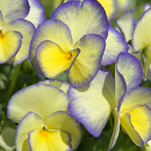 Load image into Gallery viewer, Viola 'Etain' / reblooming perennial pansy (quart)
