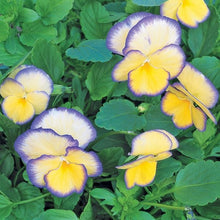 Load image into Gallery viewer, Viola 'Etain' / reblooming perennial pansy (quart)
