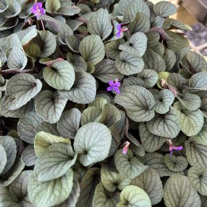 Viola 'Silver Gem' / native violet