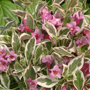 Weigela / variegated 1 gallon size