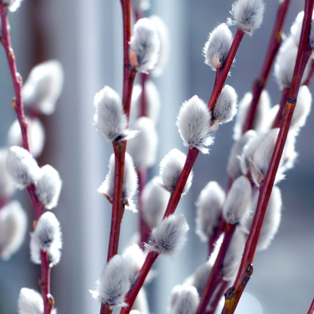 Salix discolor / pussywillow (1 gallon size)