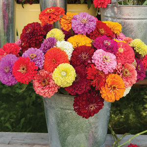 Zinnia Bennary Giant Mix