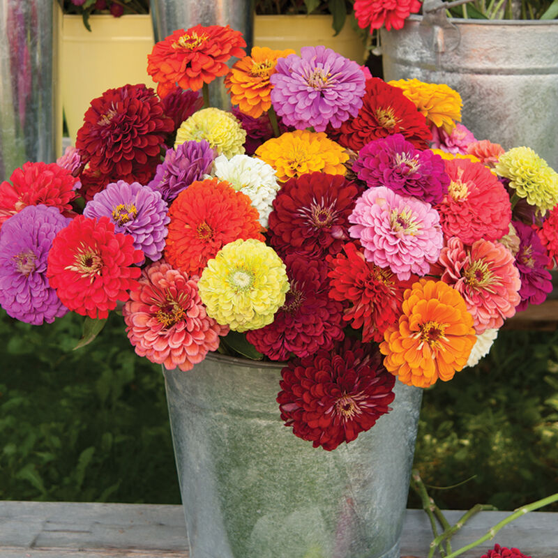 Zinnia Bennary Giant Mix