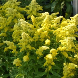 Solidago 'Little Lemon' / Goldenrod