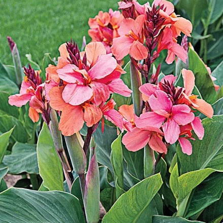 Canna 'Cannova Rose' (gallon size)