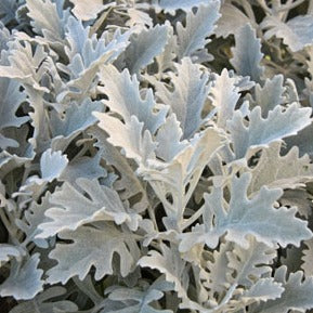 Dusty Miller 4-pack, annual