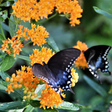 Load image into Gallery viewer, Asclepias tuberosa / Butterfly weed
