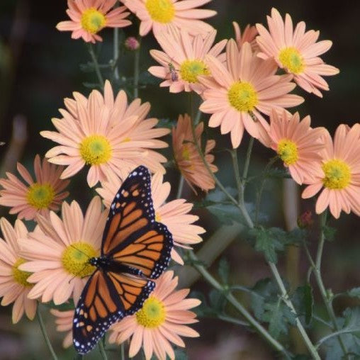 Chrysanthemum 'Rustic Glow'