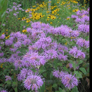 Monarda 'Claire Grace' / Bee balm