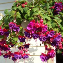 Load image into Gallery viewer, Hanging Basket 10-inch pot: Fuschia purple
