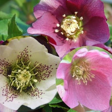 Load image into Gallery viewer, Helleborus orientalis / lenten rose
