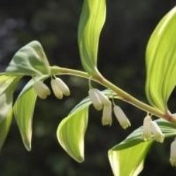 Polygonatum / Solomon's Seal, variegated