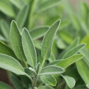 Sage  4-inch pot (Herb)