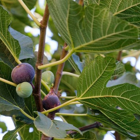 Ficus 'Chicago Hardy' / Fig tree 3 gallon size