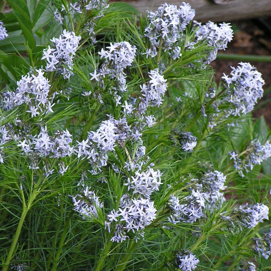 Amsonia hubrichtii / Blue Star