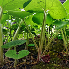 Load image into Gallery viewer, Asarum canadense / native ginger
