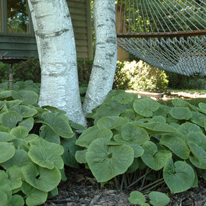 Asarum canadense / native ginger