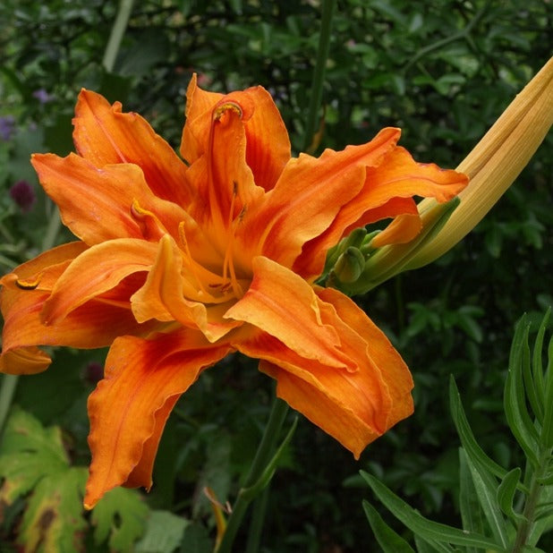 Hemerocallis 'Kwanso' / Double Orange Daylily