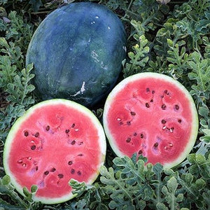 Melon: Watermelon 'Sugar Baby' 4-pack