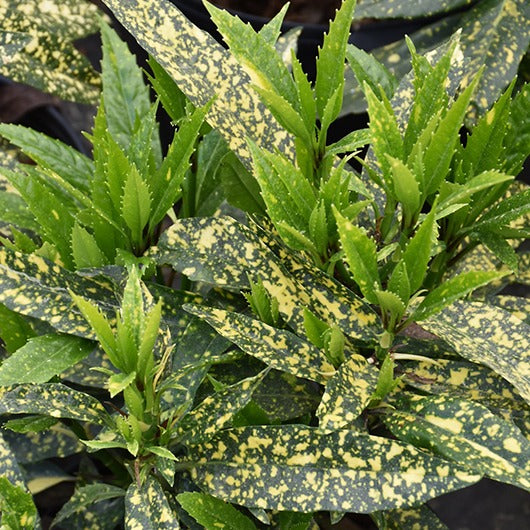 Aucuba 'Gold Dust' / Spotted Laurel