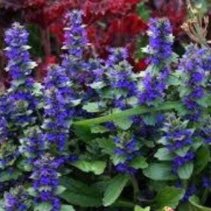 Ajuga retans / Bugleweed