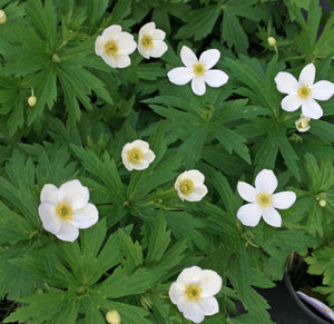 Anemone canadensis / wood anemone