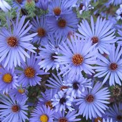 Aster 'Raydon's Favorite'