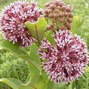 Asclepias syriaca / Common Milkweed