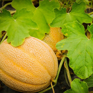 Melon: Canteloupe (4-pack)